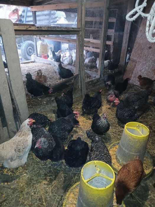 Găini de carne și rasă mixtă.