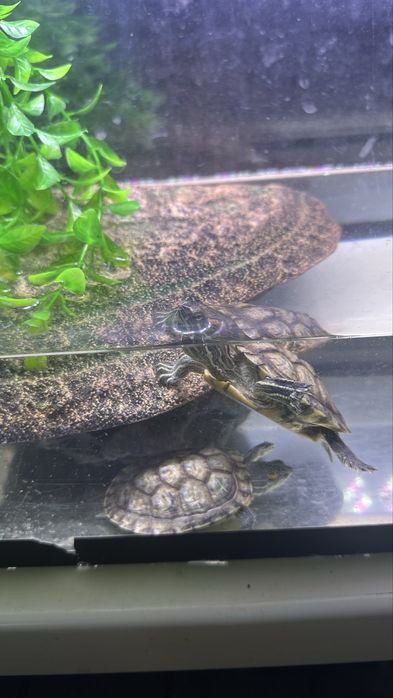 Черепаха красноухая вместе с аква комлект