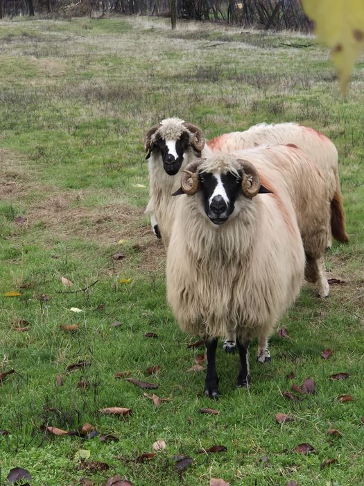 Vand oi breze detalii la telefon