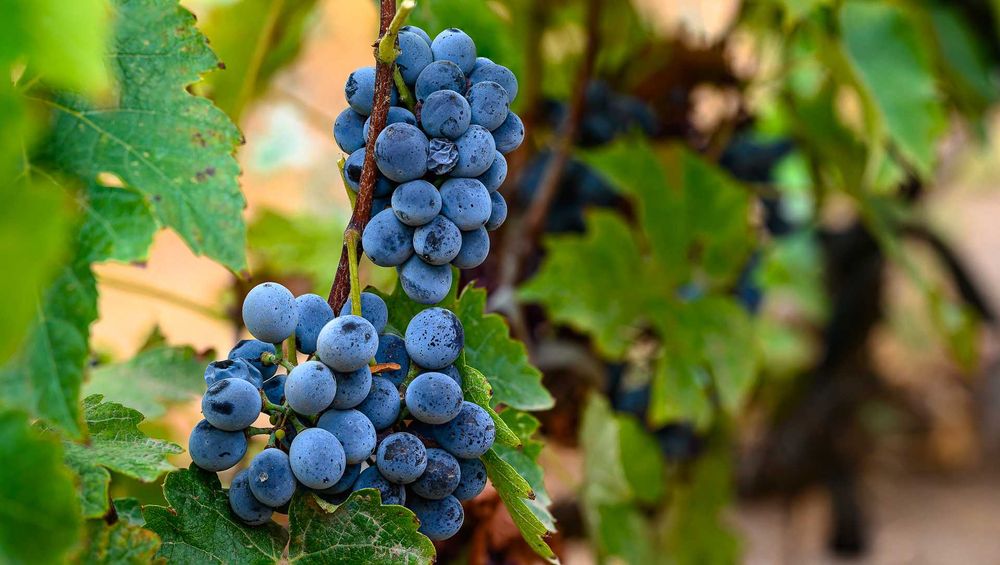 Грозде сорт Отел около 50 кг