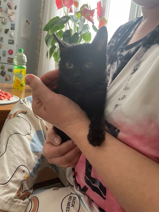 Котенок британка бесплатно