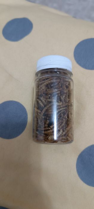 Продам мучных червей