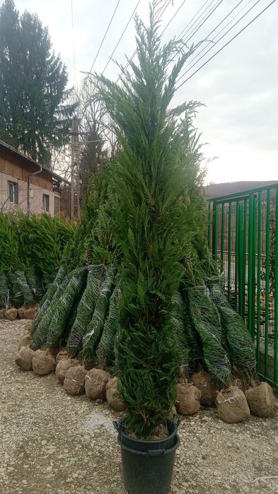 Leilandi chiparosi laur englezesc