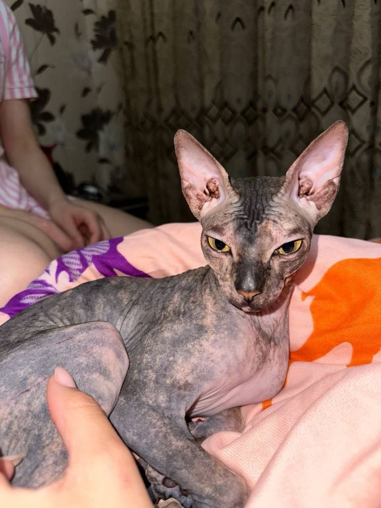 Отдам даром …Котенка сфинкс , девочка.Девочка очень ласковая,здоровая.