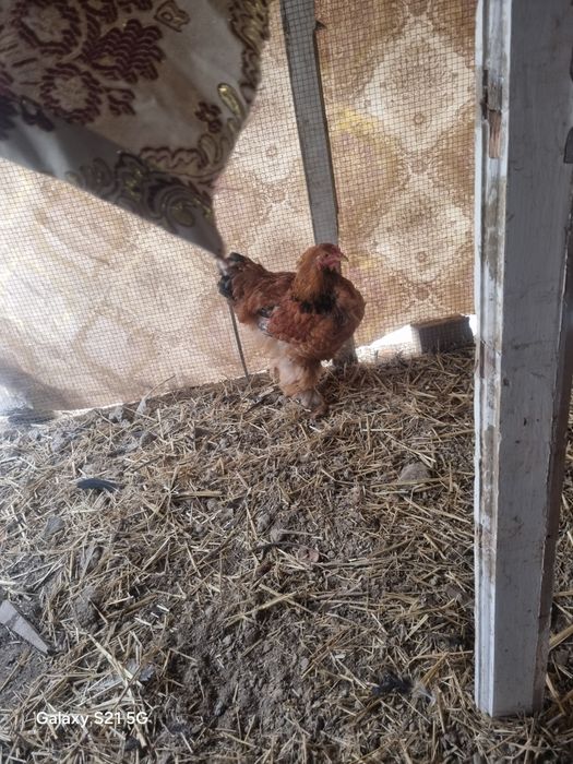 Brama jo'jalar sotiladi