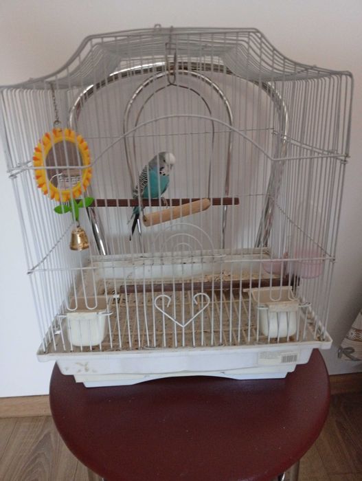 Vând peruș/papagal