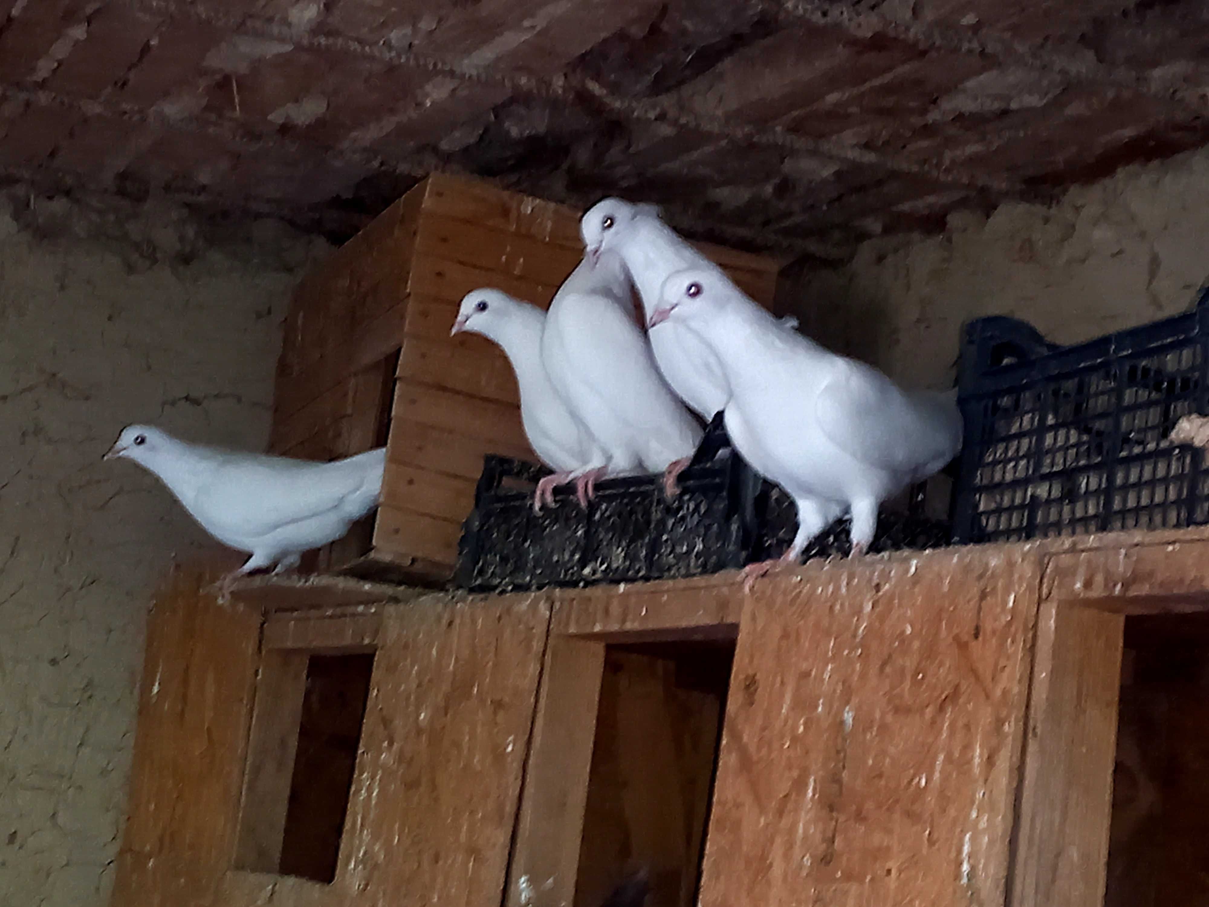 Белые чисто породные голуби