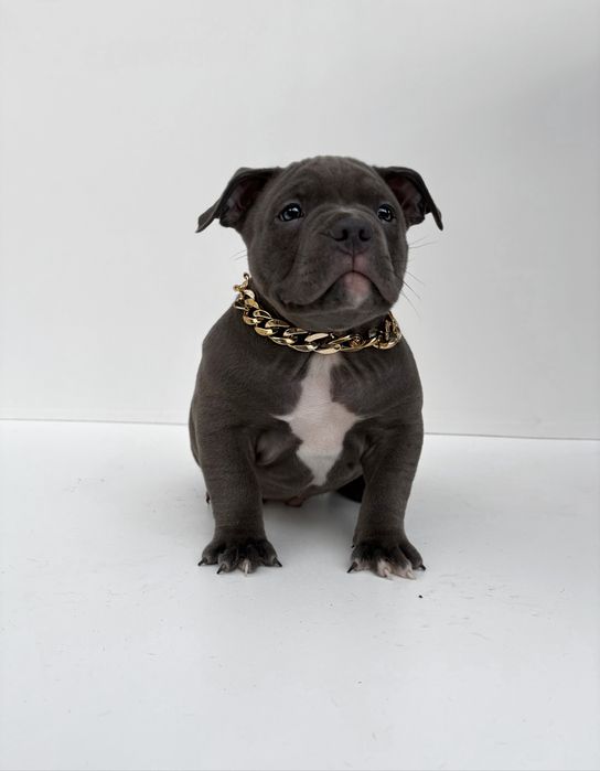American Bully Pocket