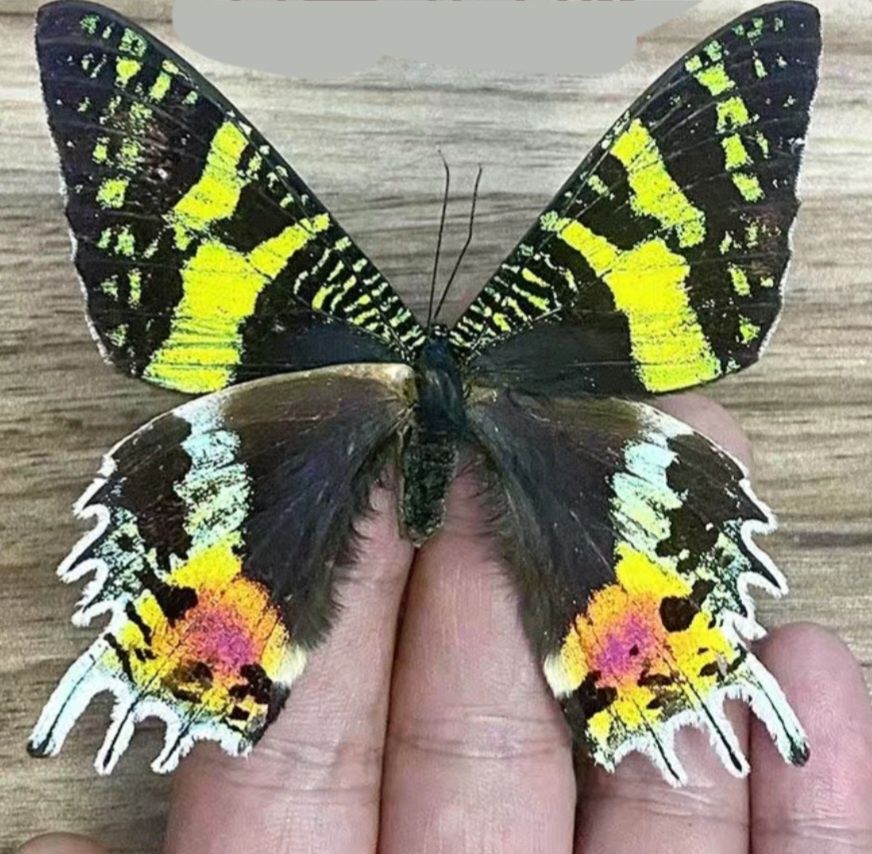Настоящая бабочка.
