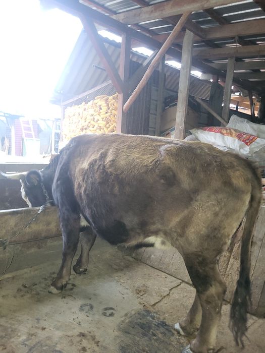 буаз сиыр сатылады екышы тума 9 10 литр сут бередя