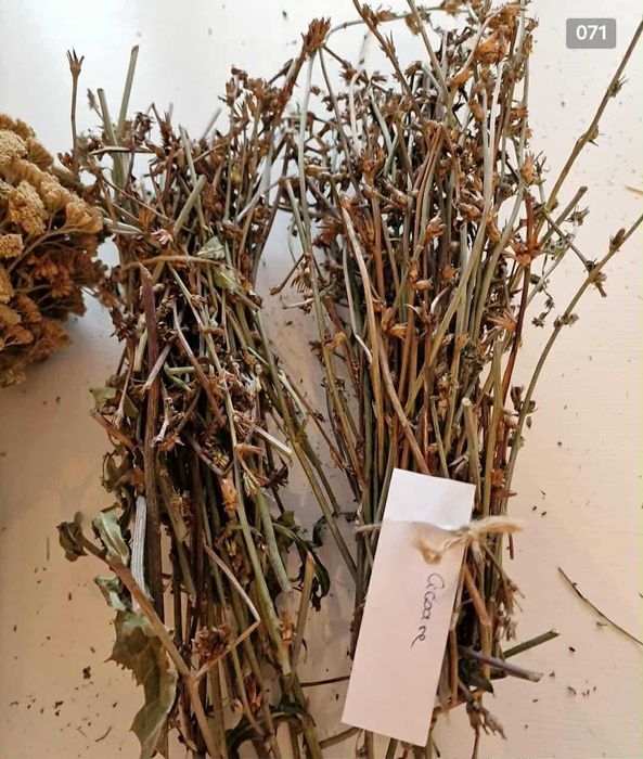 Plante si fructe medicinale