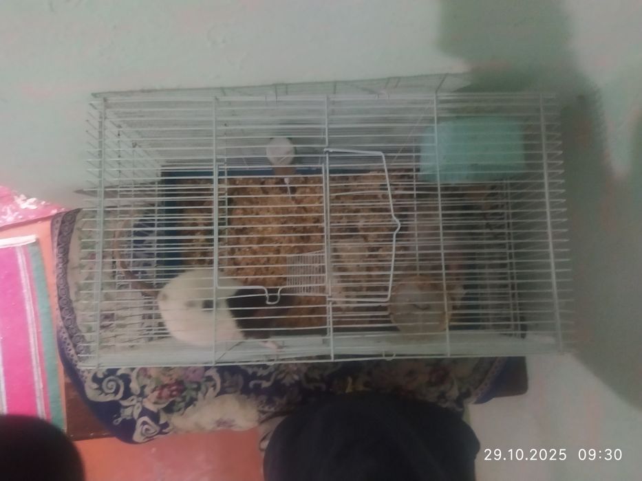 Продам клетку с крысой