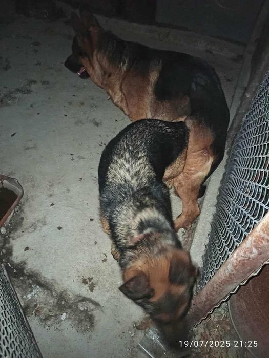 Продавам немски овчарки