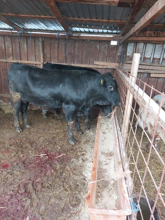 tauri angus de vanzare