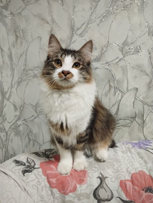 Кот Гром ищет дом!