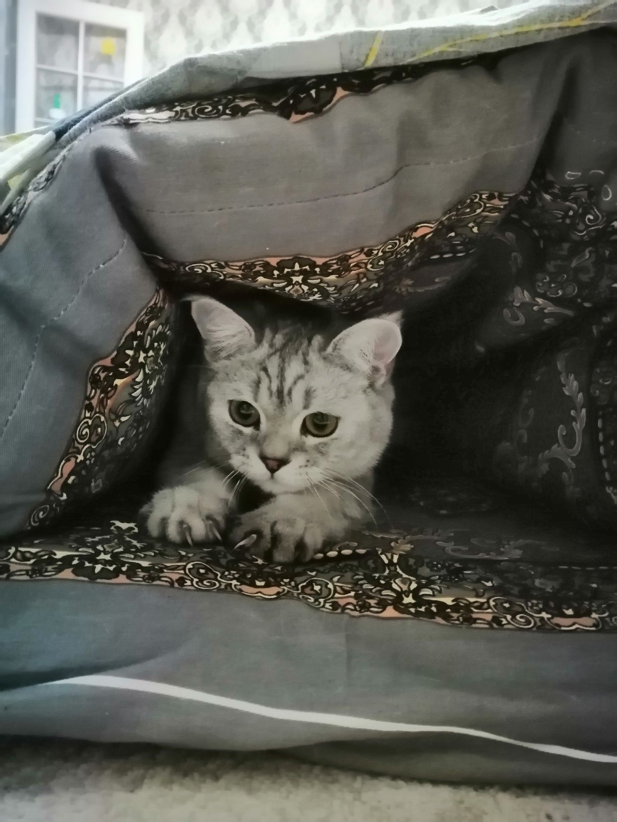 Mushik yo‘qolib qoldi.