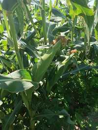 Продам Свежи сладки кукуруза урожай 2024