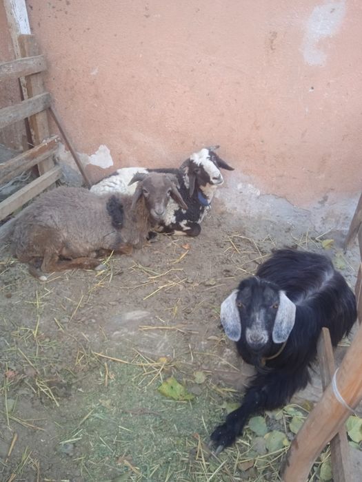 2 та кучкорча 1 та мода куй бугоз