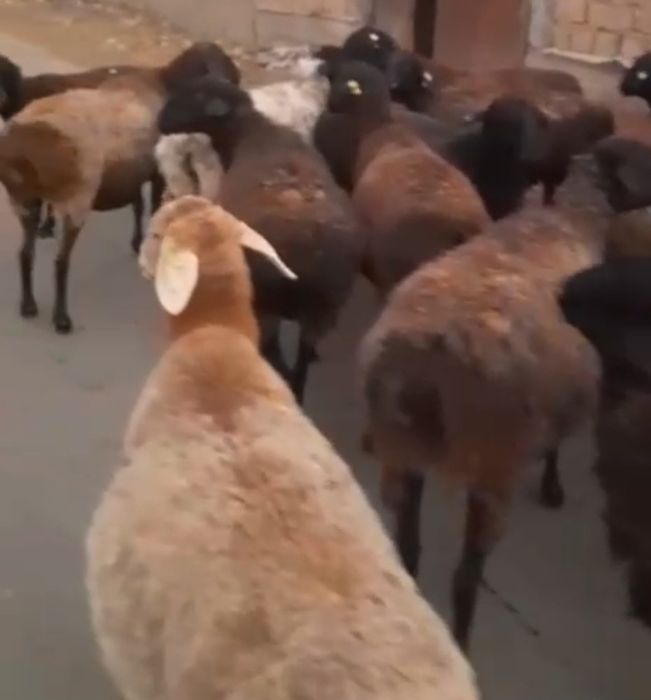 Койлар сатылады.