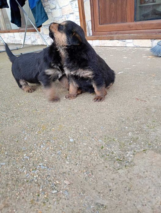 Подарявам малки ротвайлери