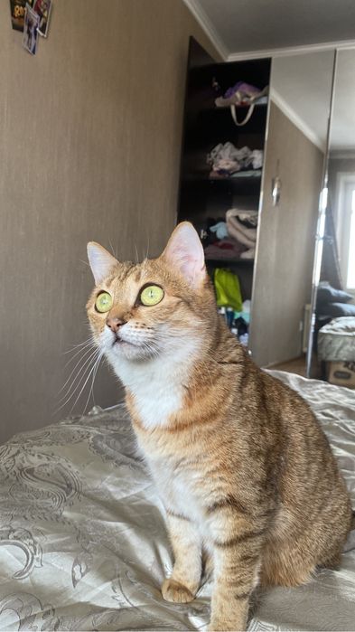 Отдадим КОШКУ, Приученная к лотку, умная, красивая.