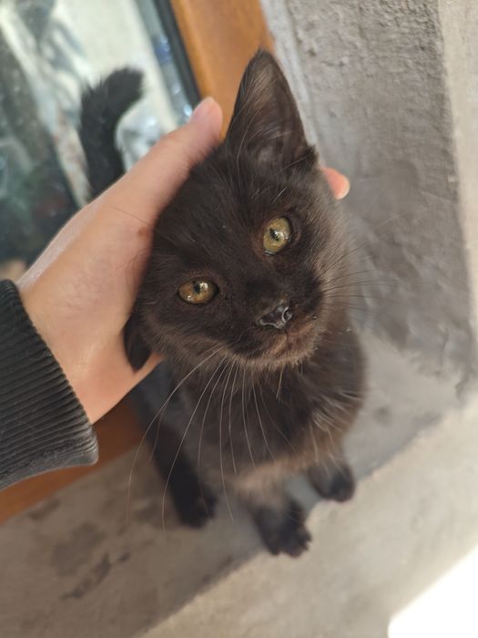 Котёнок чёрный мальчик ищет дом, 2 месяца