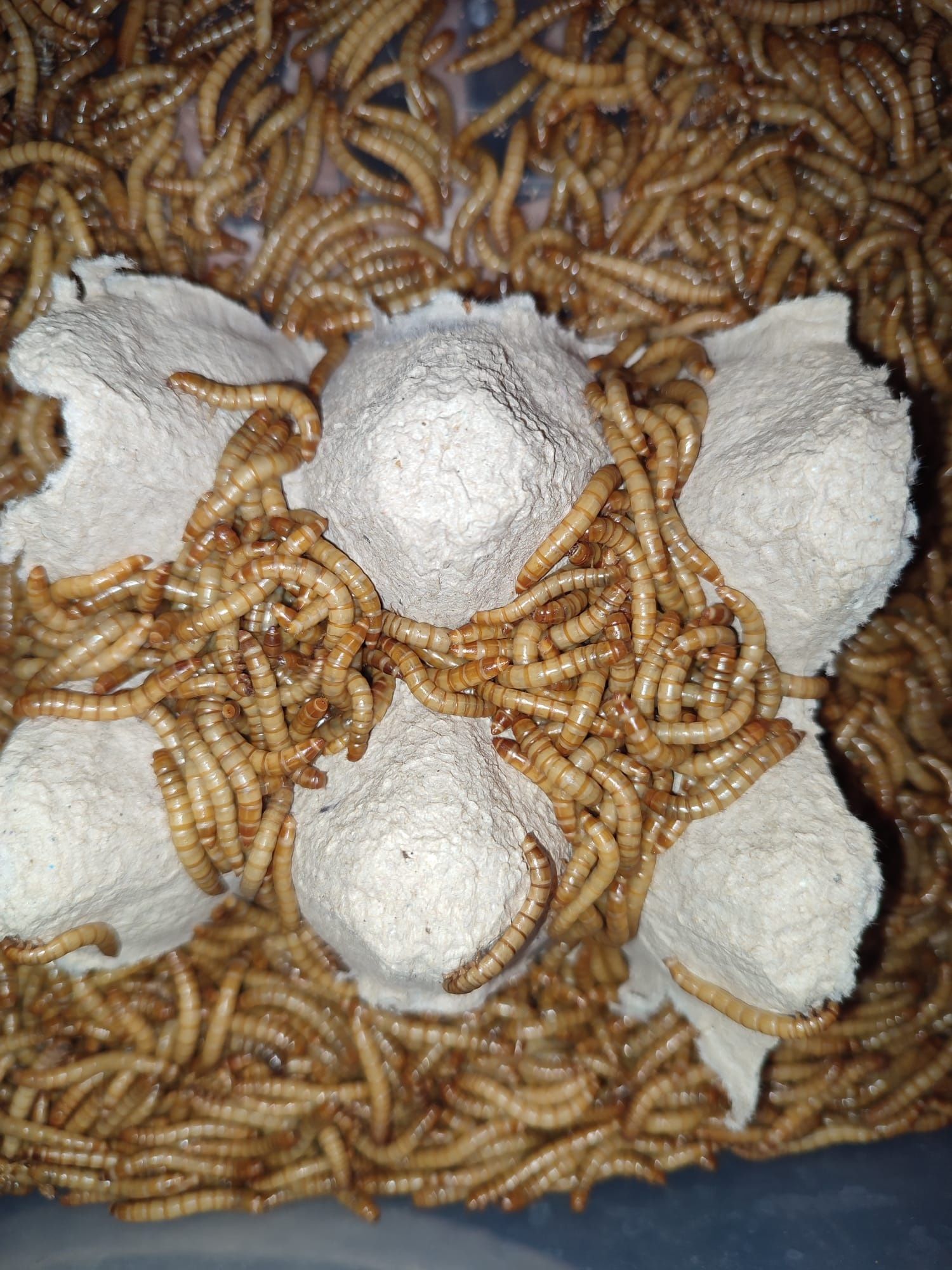 Viermi de făină mealworms, hrana vie pentru păsări, reptile, tarantule