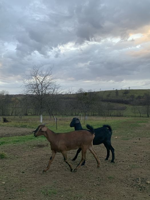 Vând doua iede anglo-nubiene gestante