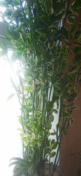 Комнатное дерево семейное