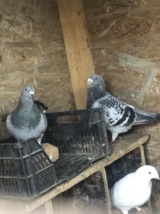 Porumbei standard  dambovita titu