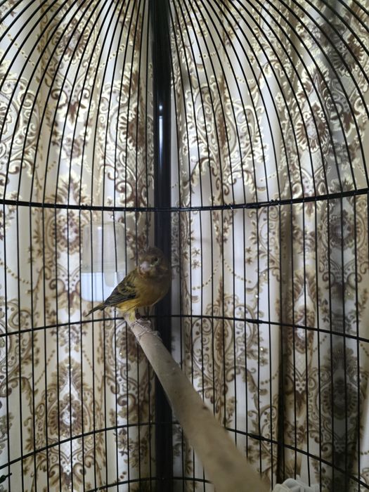 Кнарейка красное дерево