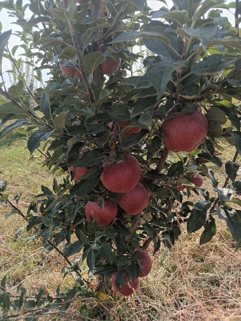 Продам яблоки золотой сорт