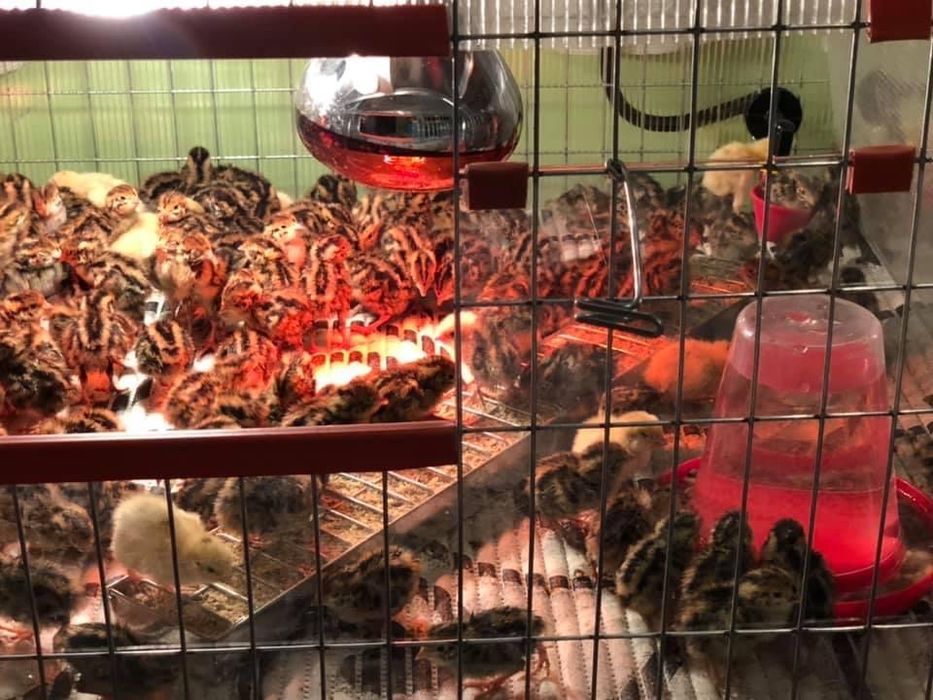 Pui Prepelite oua Custi capcane maternitati