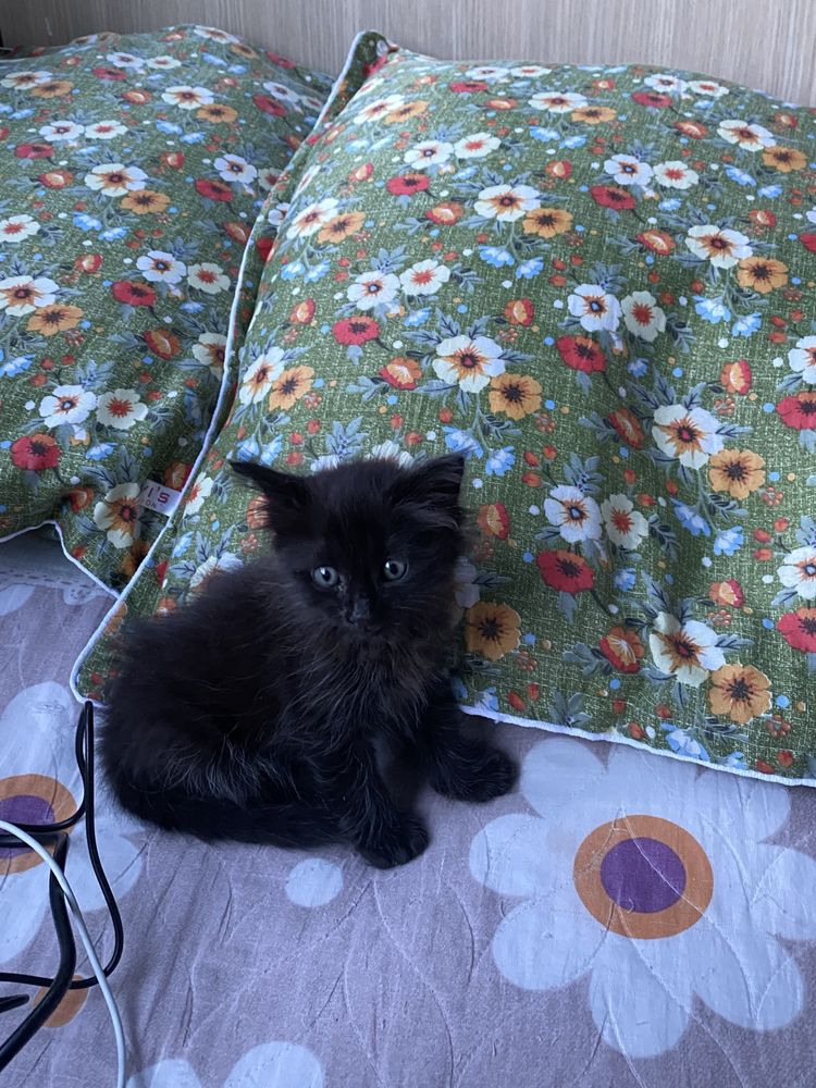 Котик, отдам даром. Mushukcha, bepul.