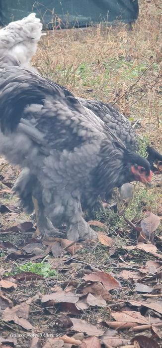 Brahma albastru,splash si alb