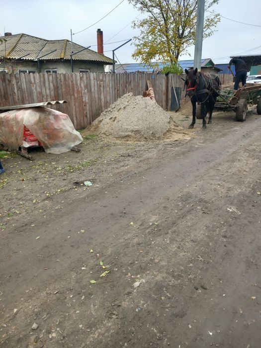 Vând iapa în vârstă de 11 ani și manz de 6 luni