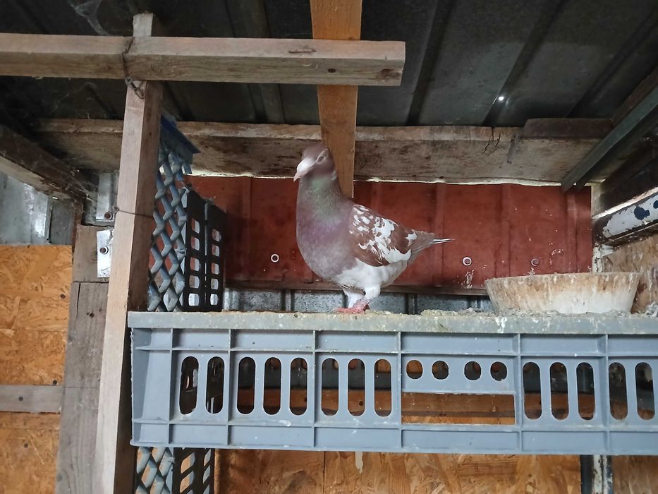 Vand meulemans masculi