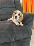 Baietel beagle bicolor jucaus