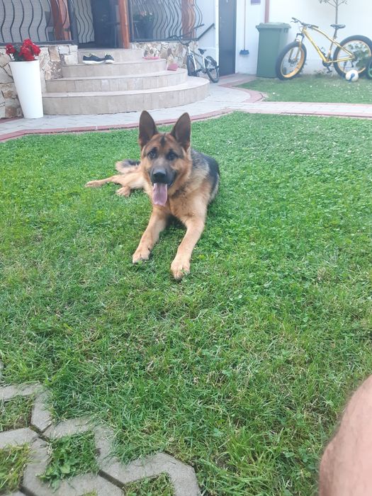 Caine Ciobanesc German