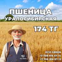 Семена мягкой пшеницы Уралосибирская в наличии