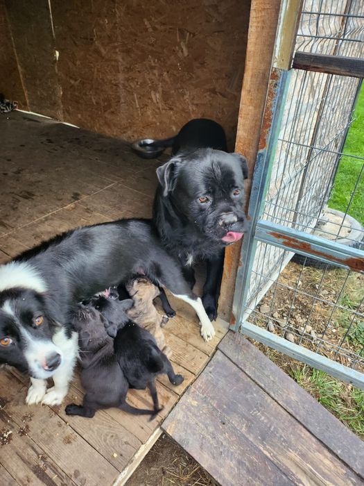 Ofer spre adopție cățeluși