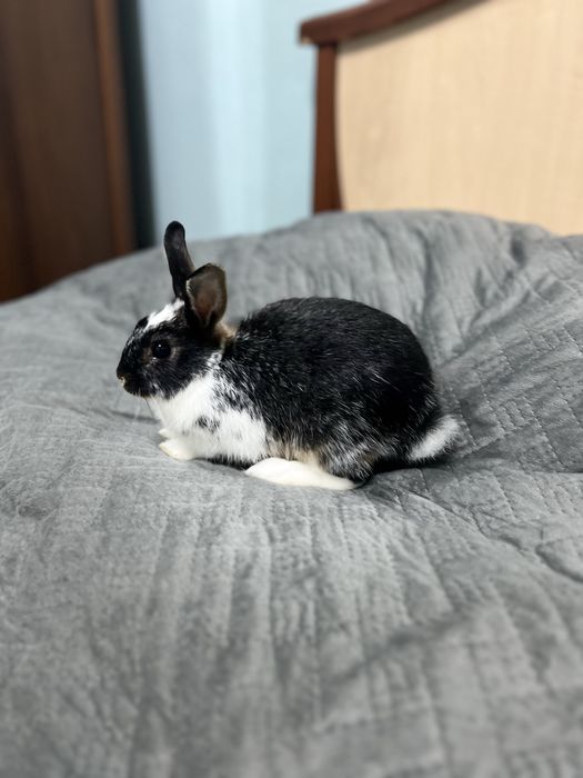 Продается кролик карликовый  нидерландсой породы