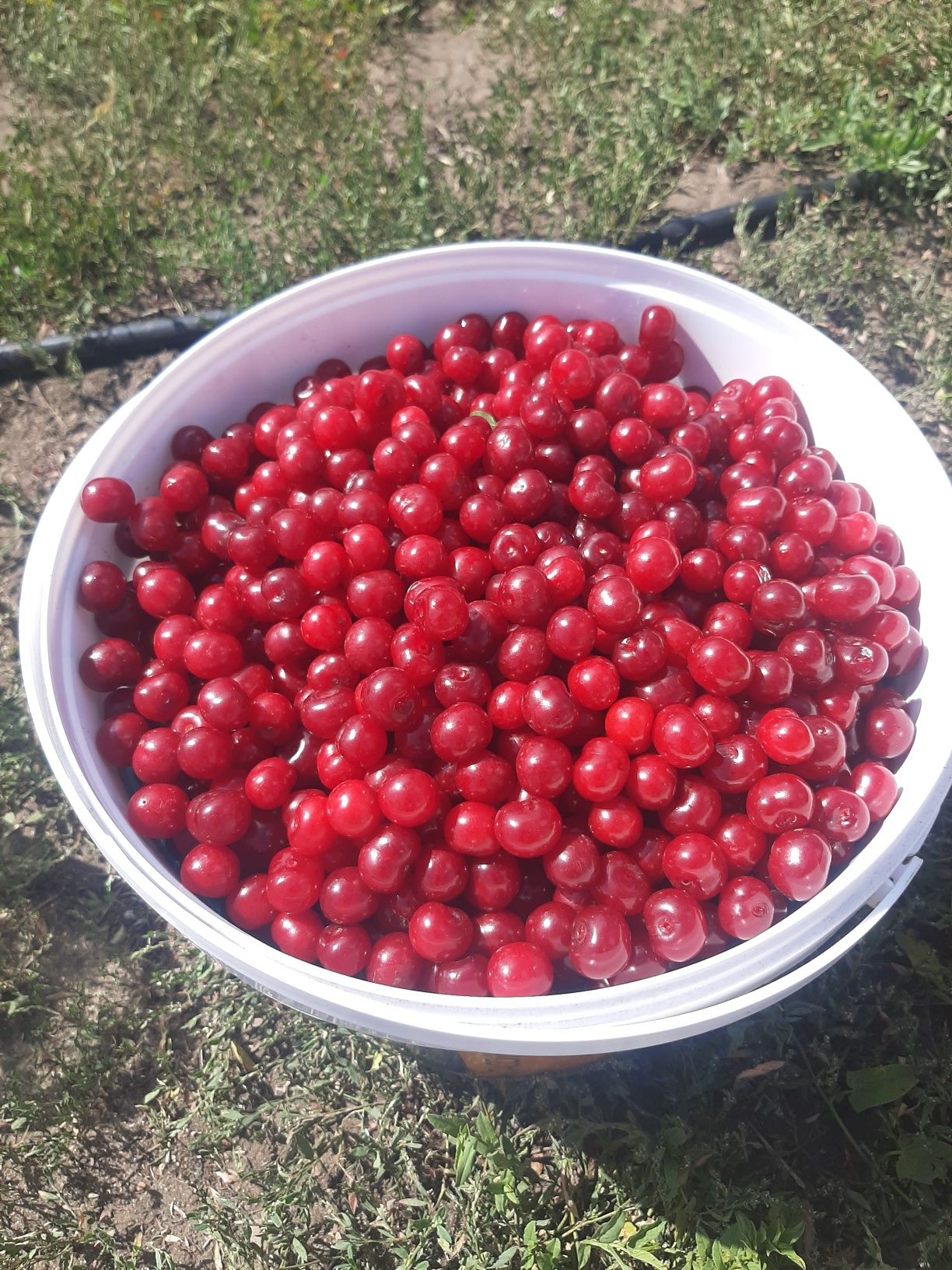 Продам вишню 1 литр 500 тенге