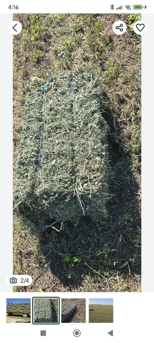 Baloți lucerna coasa 4