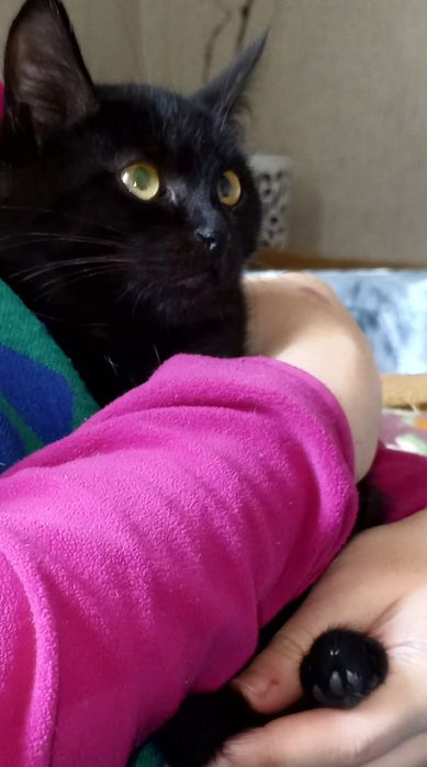 Отдам даром в добрые руки котёнка, очень спокойная.