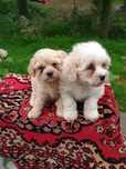 Bichon de vânzare