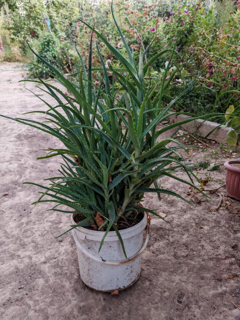Продаётся алое  лечебное