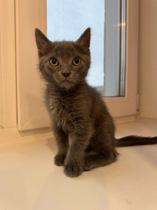 Маленькое пушистое чудо ищет свой тёплый дом! 
Если ваш ребёнок да