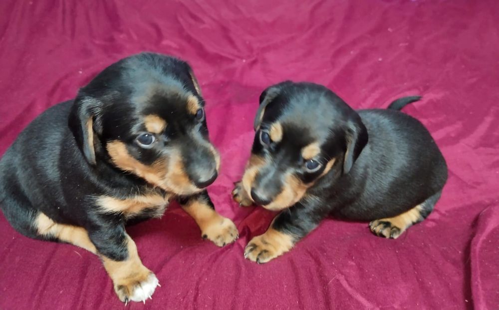 Щенки таксы чистокровные