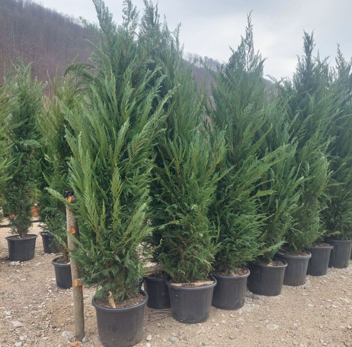 Leylandii gold auriu oriunde in tara pret minim garantat
